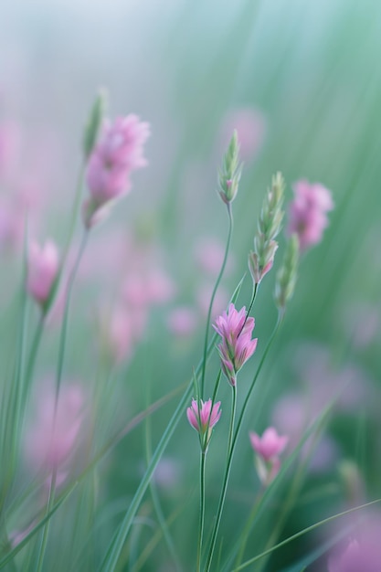 Wilde voorjaarsbloemen met een wazig effect