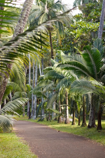 Wilde weg omgeven door tropisch landschap met palmbomen in mauritius
