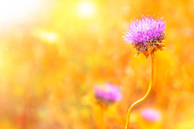 wilde weide roze bloemen tegen een achtergrond van zonlicht Herfst achtergrond velden