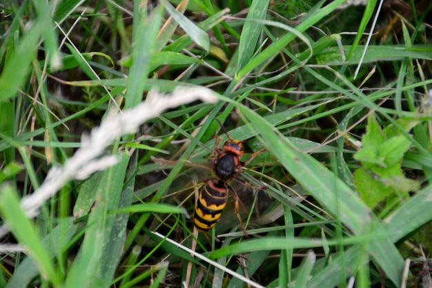 wilde wesp geïsoleerd in het groene gras, macro