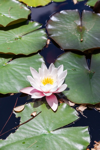 写真 プールで日曜日に葉を持つワイルドホワイトウォーターリリ