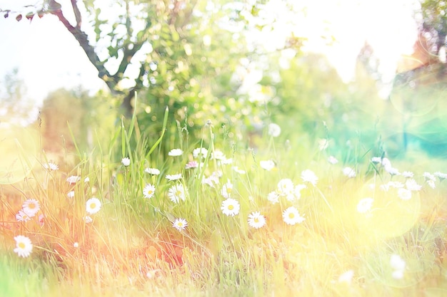 wilde wilde bloemen veld / natuur landschap, abstracte achtergrond weergave zomerbloemen details bloem