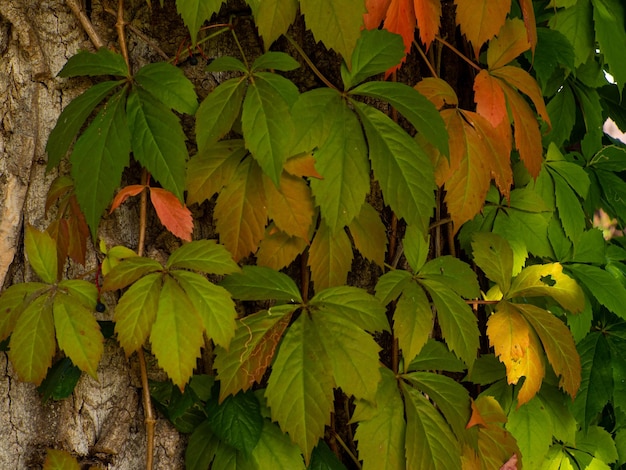 Wilde wingerd Victoria creeper herfst achtergrond