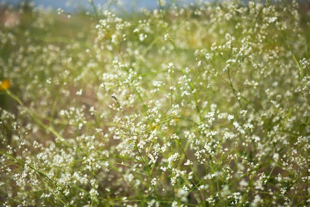 Wilde witte bloem op het veld