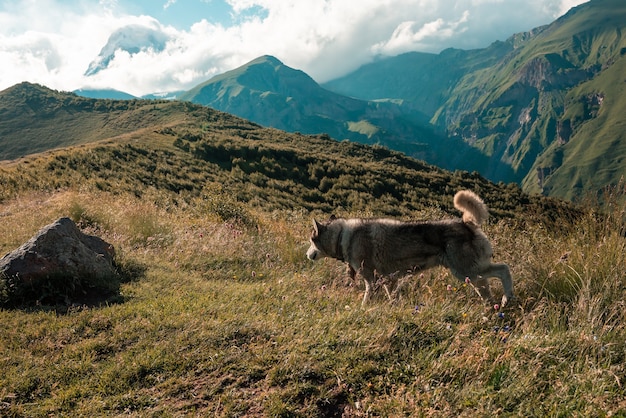 Wilde witte houtwolf. Alleen wolf op de top van berglandschap.