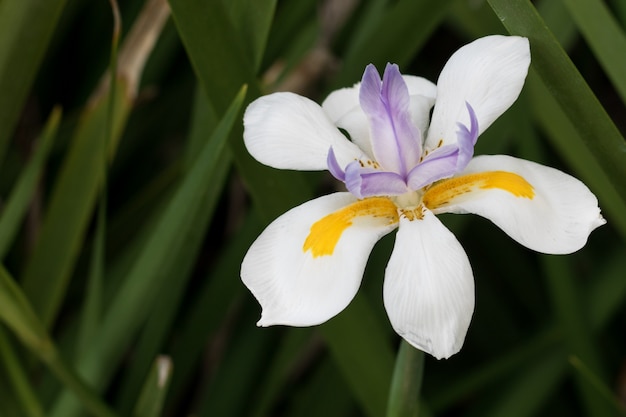 Foto wilde witte irisbloem