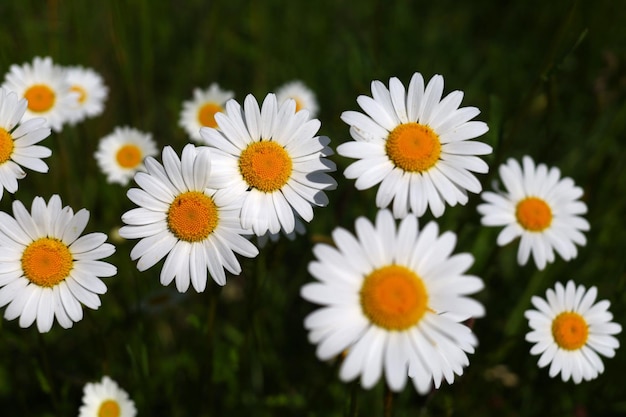 Wilde witte madeliefjes Mooie wilde bloemen close-up