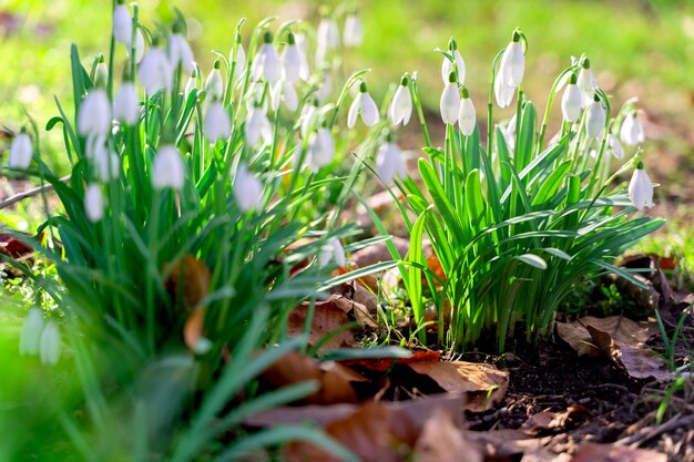 Wilde witte sneeuwklokjes die van de bosgrond groeien