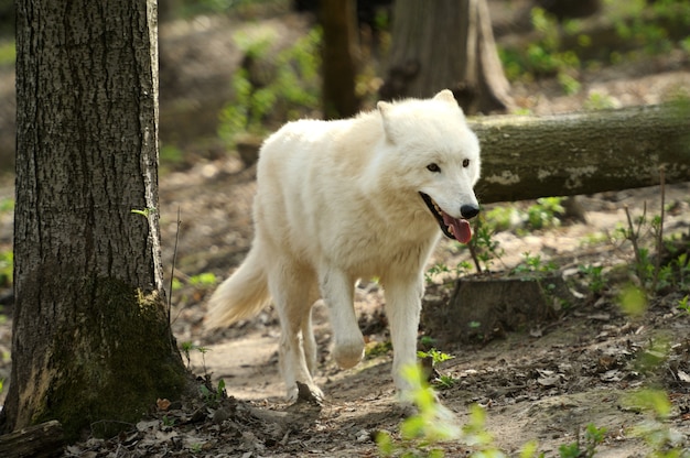 Wilde witte wolf in het bos