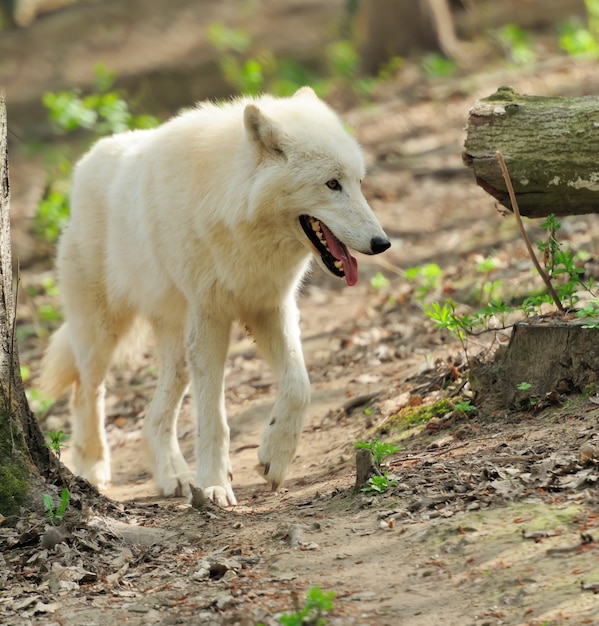 Wilde witte wolf in het bos