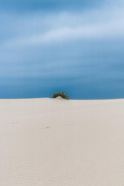 Wilde woestijnschoonheid in natuurlandschappen en milieuconcept