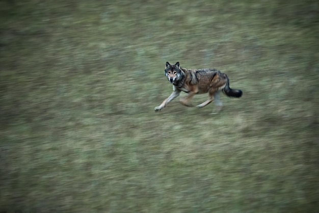 Wilde wolf die snel op een weide in de herfstnatuur rent