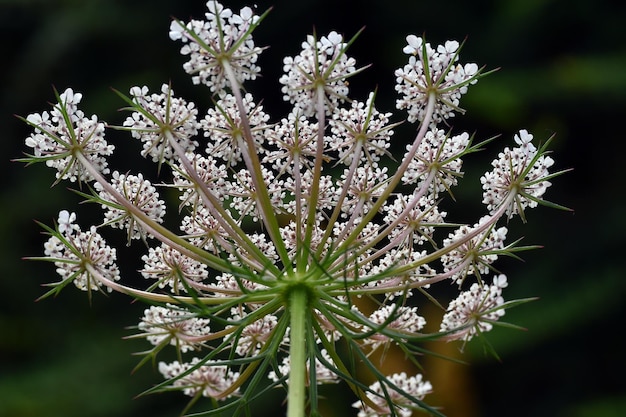 Foto wilde wortel daucus carota bloemen tegen een donkere achtergrond