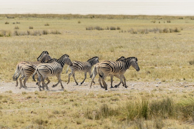 Wilde zebra kudde uitgevoerd in de Afrikaanse savanne