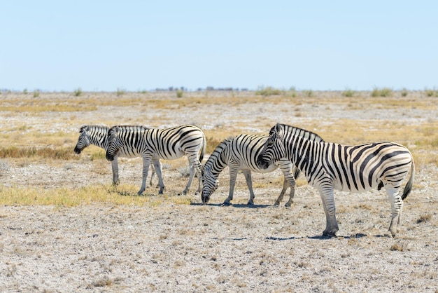 Wilde zebra wandelen in de Afrikaanse savanne