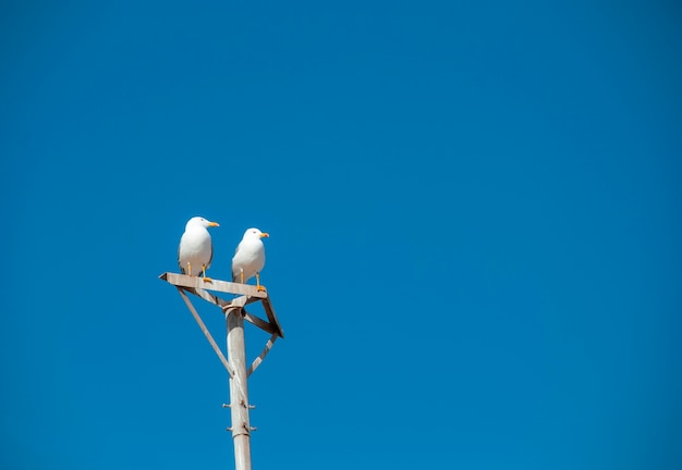 Wilde zeemeeuwen zitten bovenop een pilaar tegen een blauwe lucht.