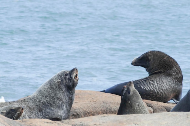 Wilde zoogdieren in hun natuurlijke omgeving.