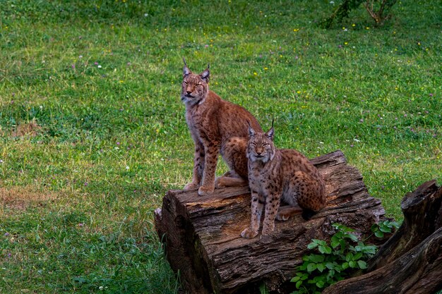 Wilde zoogdieren in hun natuurlijke omgeving.