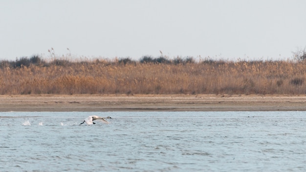 Wilde zwaan stijgt op over meer