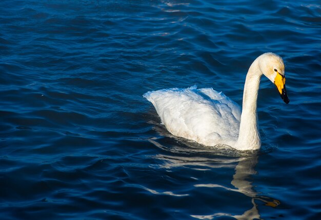 Wilde zwanen zwemmen in het meer