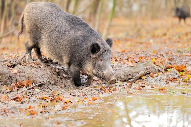 Wilde zwijnen in de herfstbos