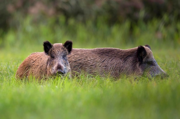 wilde zwijnen in het wild