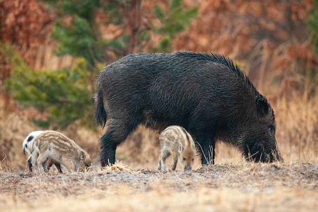 Wilde zwijnen met biggen snuiven op veld in de herfst