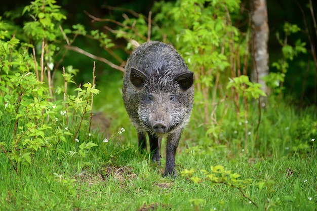 Wilde zwijnen op het bos in de zomertijd