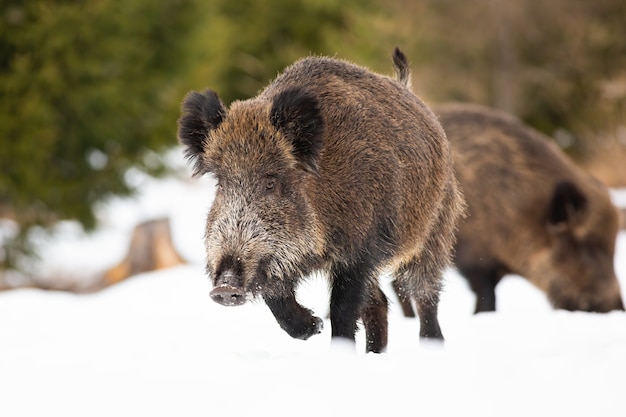 Wilde zwijnen, sus scrofa, die op sneeuw in de winternatuur lopen