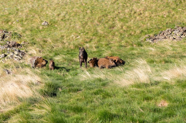 Wilde zwijnenfamilie in bergweide met groen gras