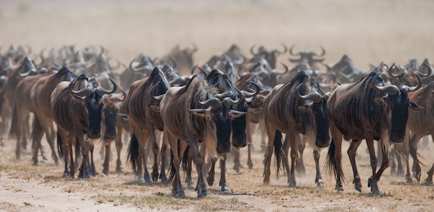 Гну преследуют друг друга в саванне. великая миграция. кения. танзания. национальный парк масаи мара.