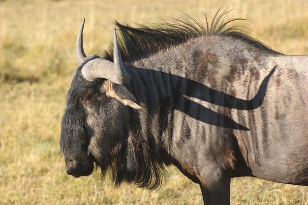 Photo wildebeest in botswana