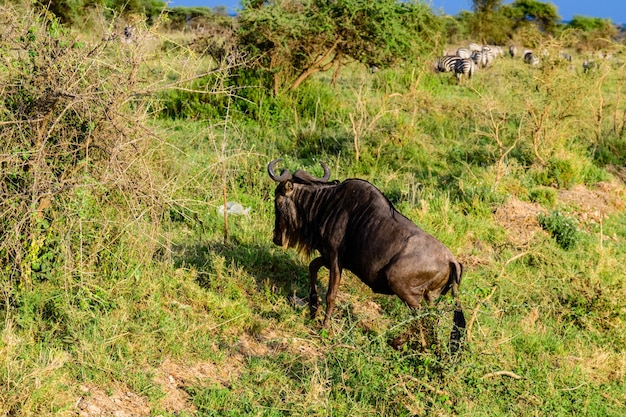 Gnu (connochaetes) presso il parco nazionale del serengeti. grande migrazione. foto della fauna selvatica