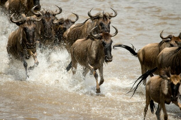 Wildebeest die in rivier in Serengeti, Tanzania, Afrika loopt