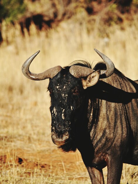 Photo wildebeest in forest