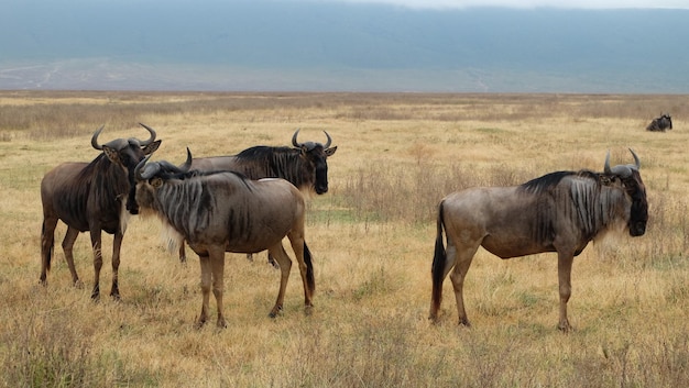 Photo wildebeest on grassy field