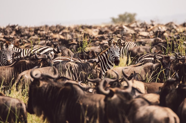 Photo wildebeest grazing on field