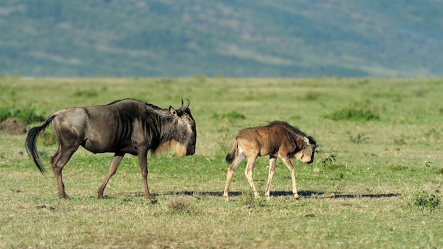 Wildebeest in het nationale reservaat van Afrika, Kenia