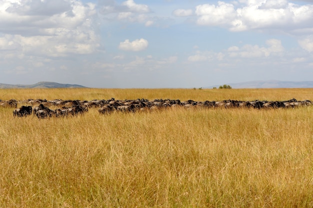 Wildebeest in nationaal park van kenia