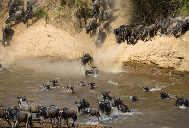 Wildebeest jumping into Mara River 