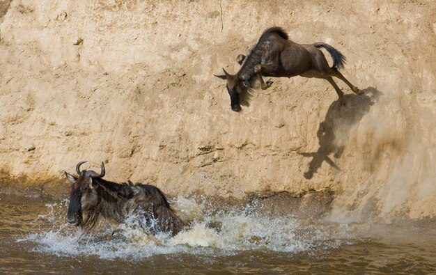 Wildebeest jumping into Mara River 