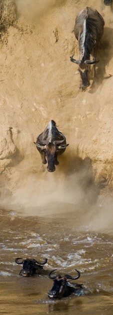 Wildebeest jumping into Mara River 