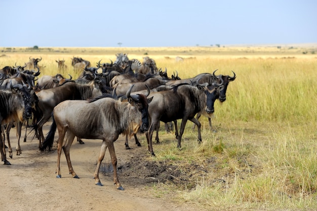 Gnu nel parco nazionale del kenya