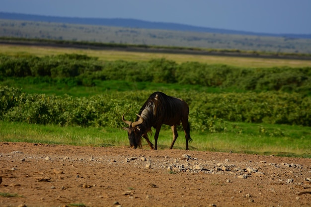 Wildebeest op het landschap