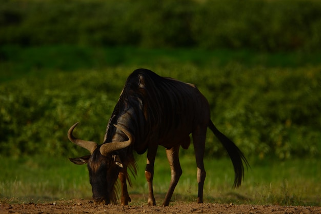 Wildebeest op het veld.