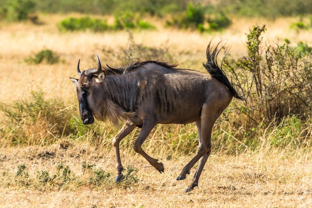 Wildebeest op het veld