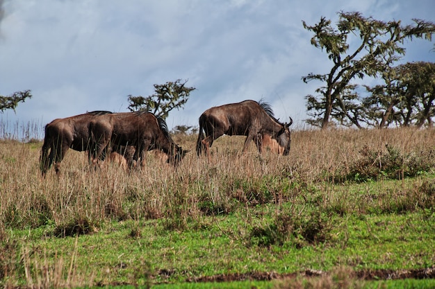 Foto wildebeest op safari in kenia en tanzania, afrika