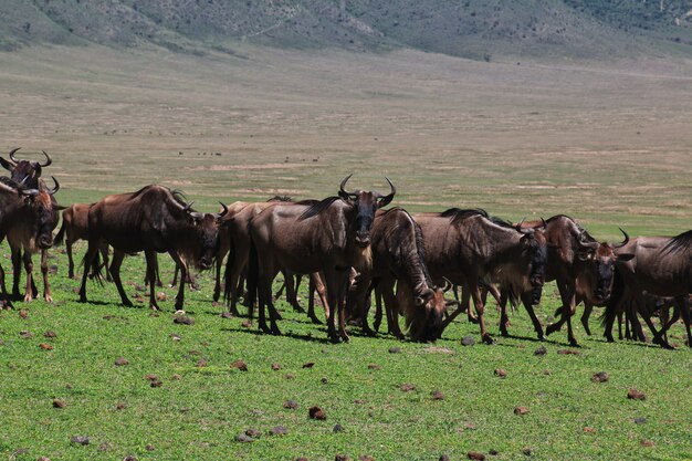 Wildebeest op safari in Kenia en Tanzania, Afrika