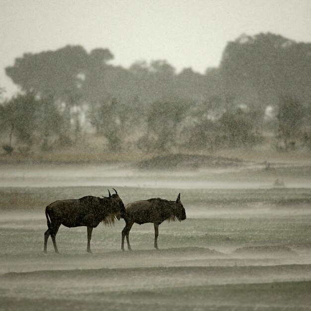Wildebeest in the rain, Serengeti National Park, Serengeti, Tanzania, Africa