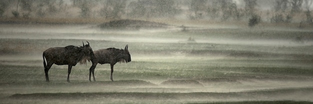 Gnu sotto la pioggia, parco nazionale del serengeti, serengeti, tanzania, africa